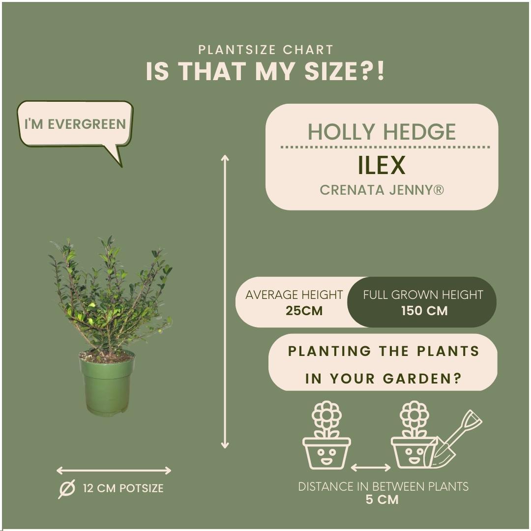 Ilex crenata 'Jenny' (Japanese holly) – 24 plants, Ø12 cm, 20 cm high – photo 4
