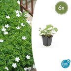 Geranium sanguineum 'Album' (cranesbill) – 6 plants, Ø9 cm, 10–25 cm high