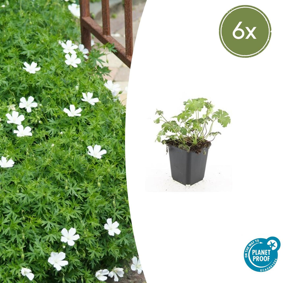 Geranium sanguineum 'Album' (cranesbill) – 6 plants, Ø9 cm, 10–25 cm high – photo 2