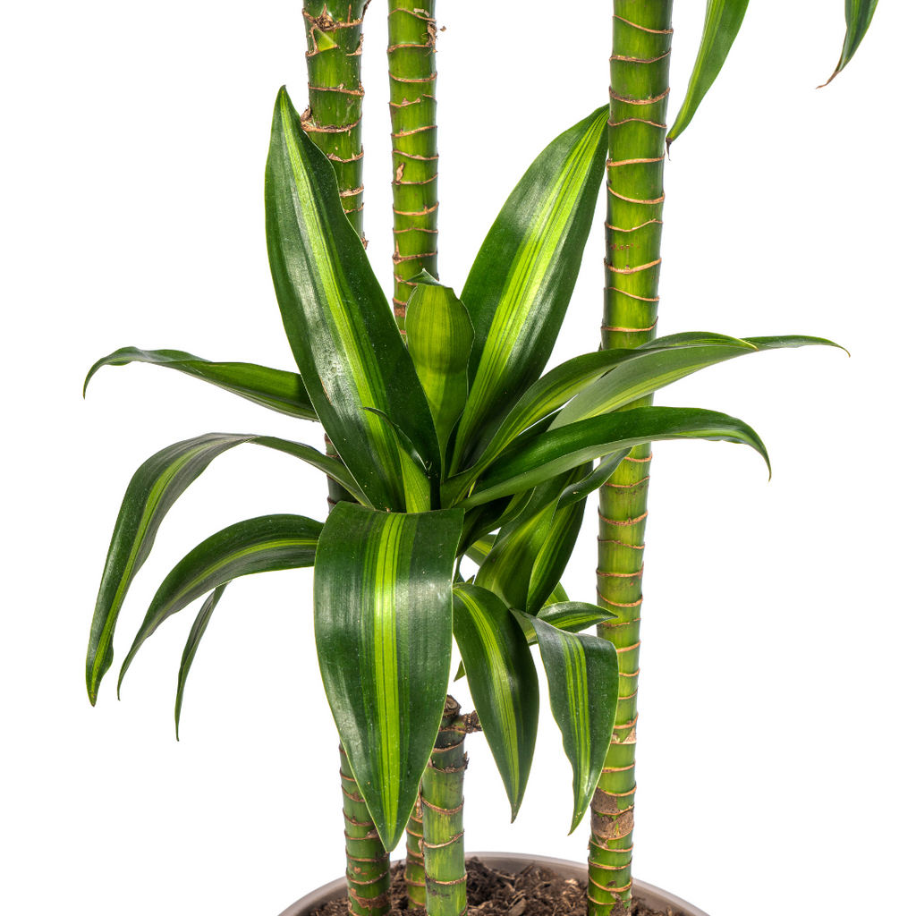 Dracaena Deremensis Hawaiian Sunshine (Drachenbaum) – Ø 27 cm, 170–190 cm hoch