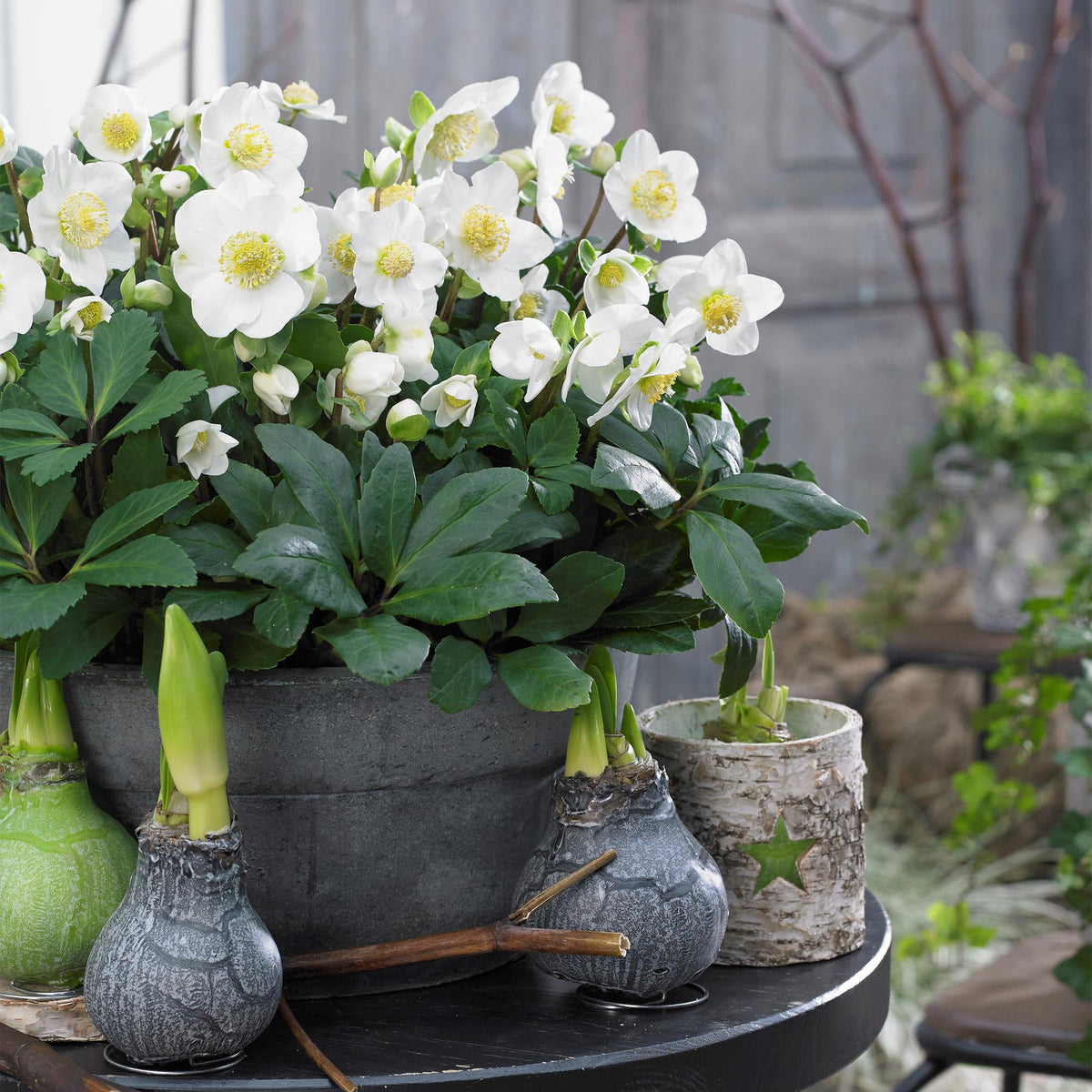 Helleborus 'Christmas Carol' (hellébore de Noël) – 2 plantes, Ø17 cm, 35 cm de haut – photo 5