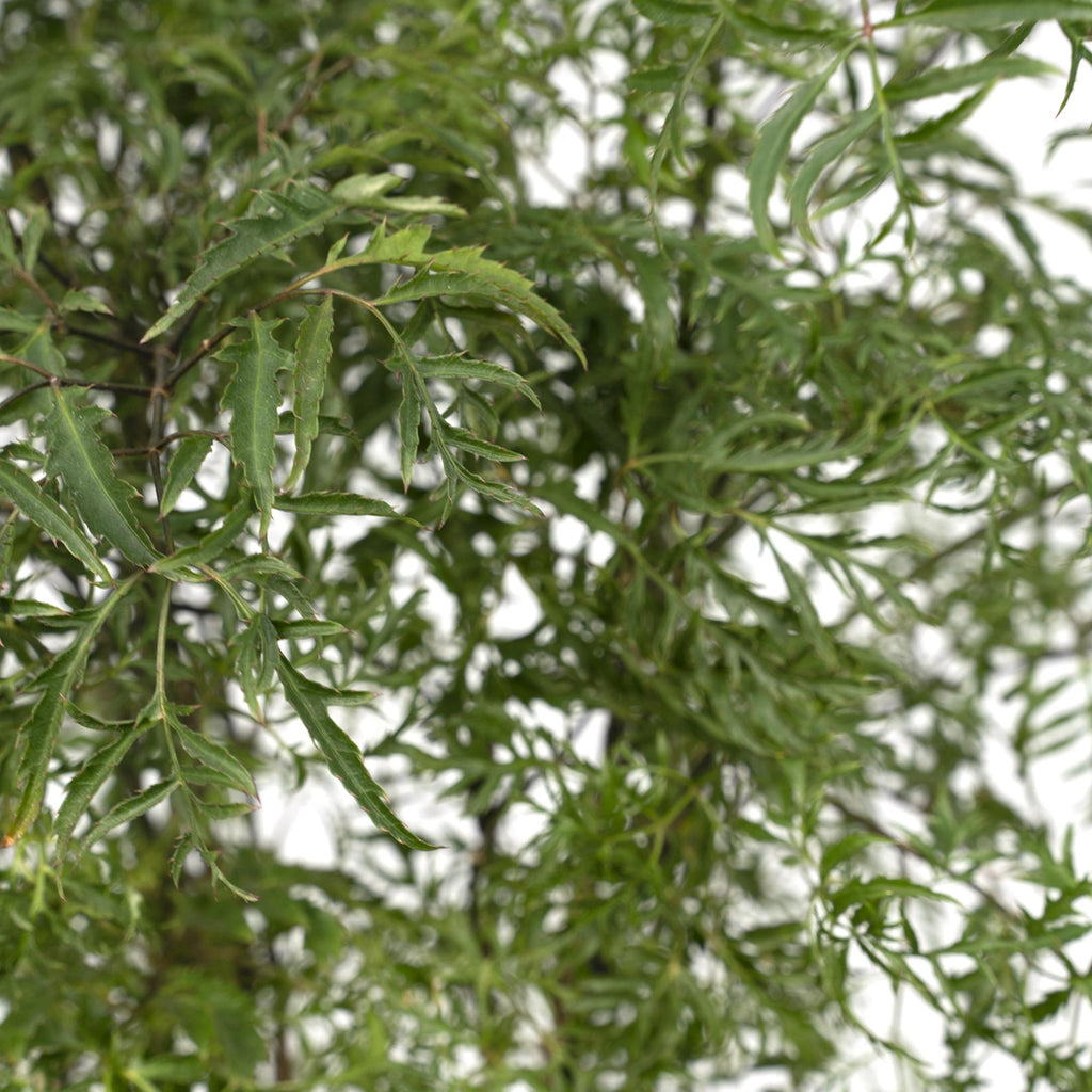 Aralia (Polyscias) – Ø21 cm, 75 cm hoog