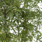 Aralia (Polyscias) – Ø21 cm, 75 cm hoog