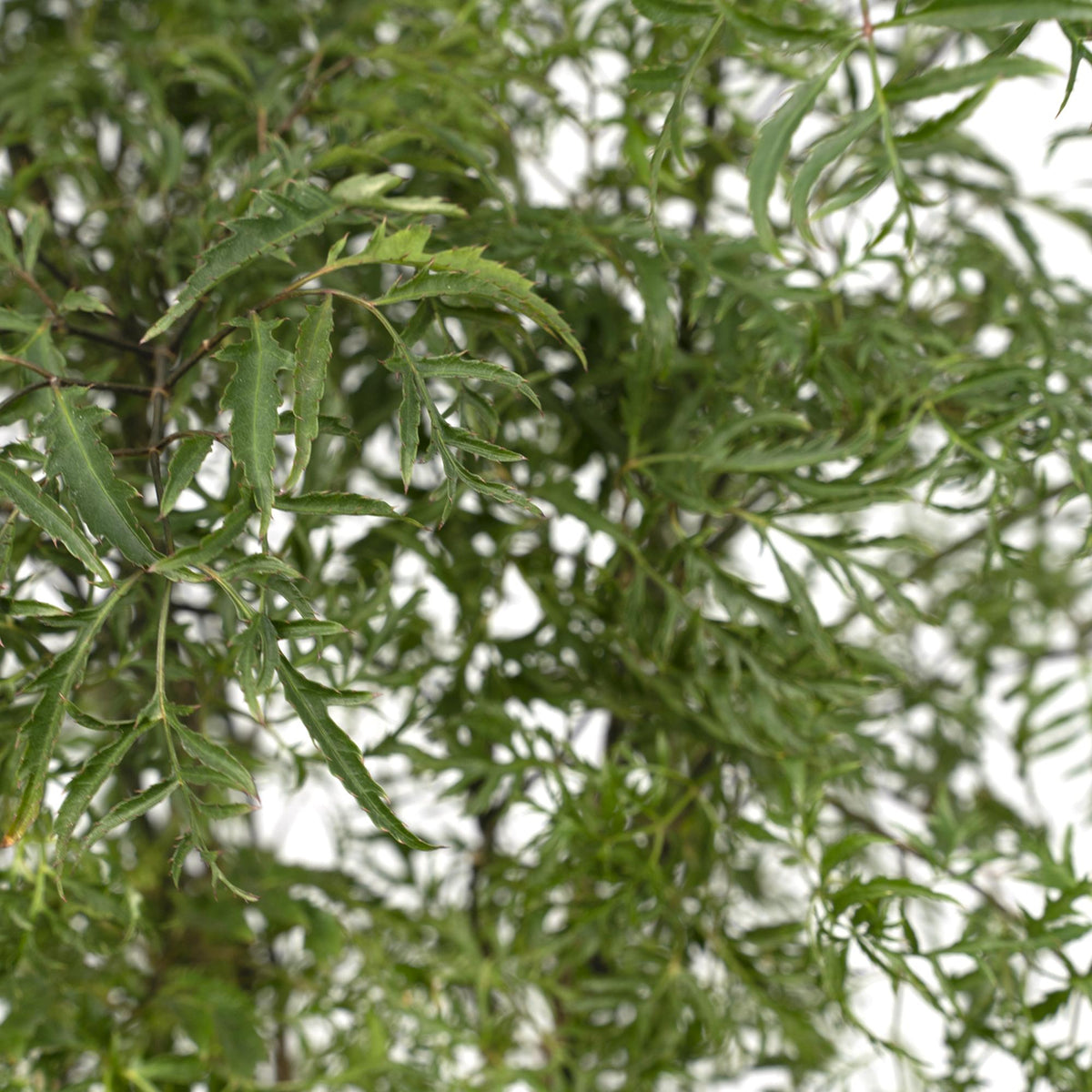 Aralia (Polyscias) – Ø21 cm, 75 cm de haut