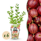 Ribes uva-crispa 'Hinnonmaki Rod' (ribes noir) – 6 plants, Ø9 cm, 35 cm de haut