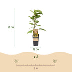 Actinidia deliciosa 'Jenny' (kiwi plant) – 2 plants, Ø15 cm, 50 cm high