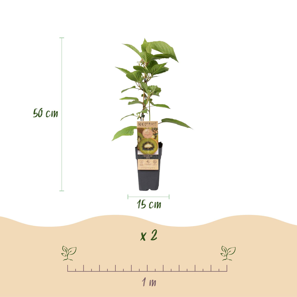 Actinidia deliciosa 'Jenny' (kiwi plant) – 2 plants, Ø15 cm, 50 cm high – photo 3