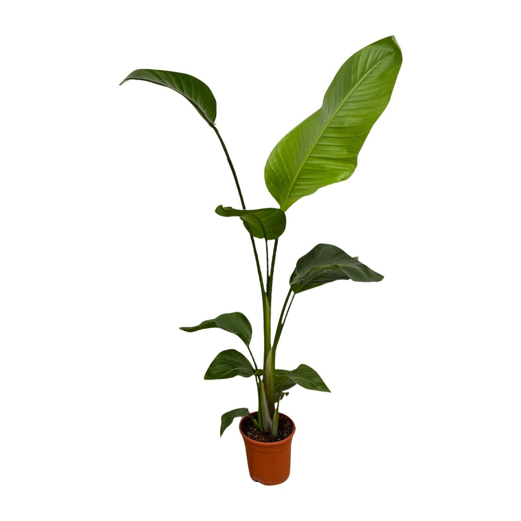 2× Strelitzia nicolai (witte paradijsvogelbloem) – Ø17 cm, 100 cm hoog