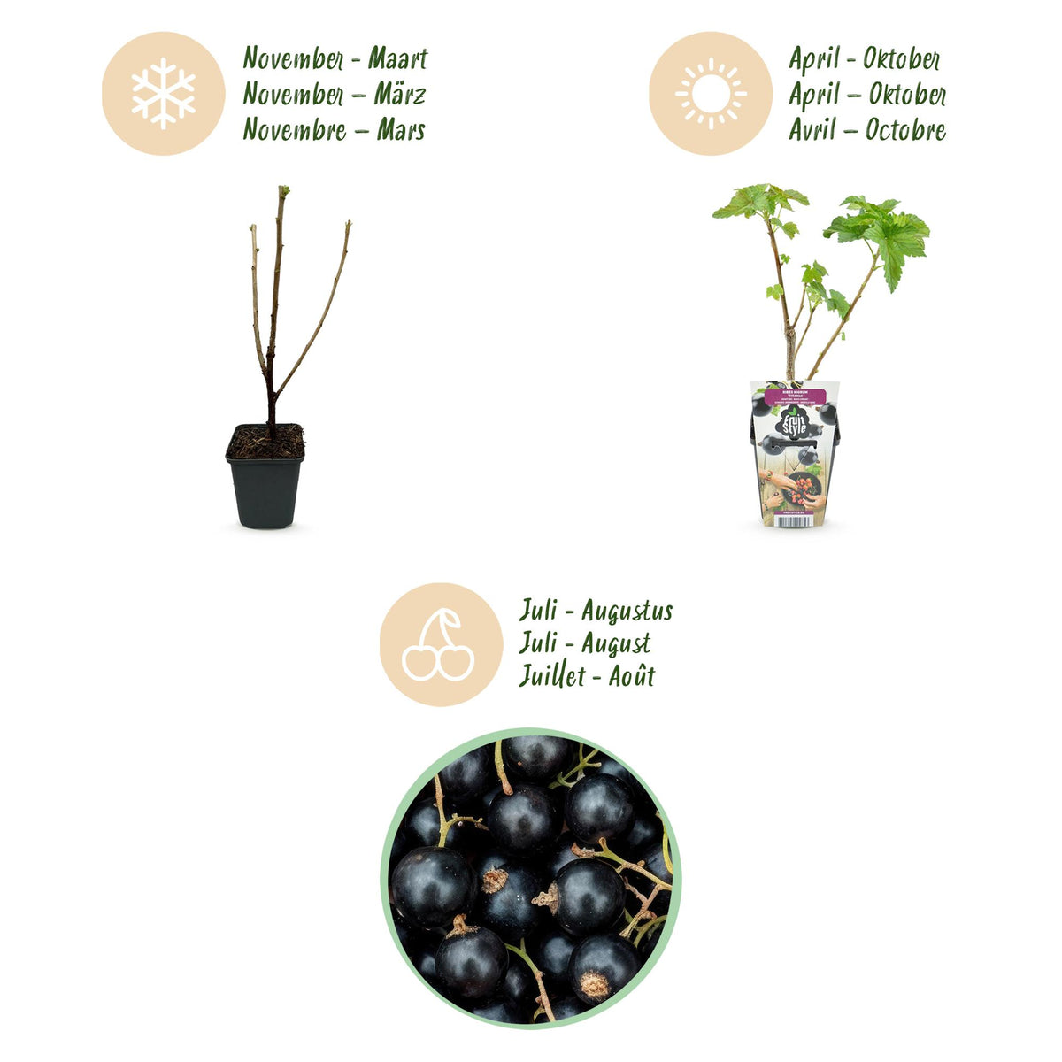 Ribes nigrum 'Titania' (sortribs) – 6 planter, Ø9 cm, 35 cm høje – billede 9