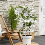 Clematis 'Garland Tsukiko' (Waldrebe) – Ø23 cm