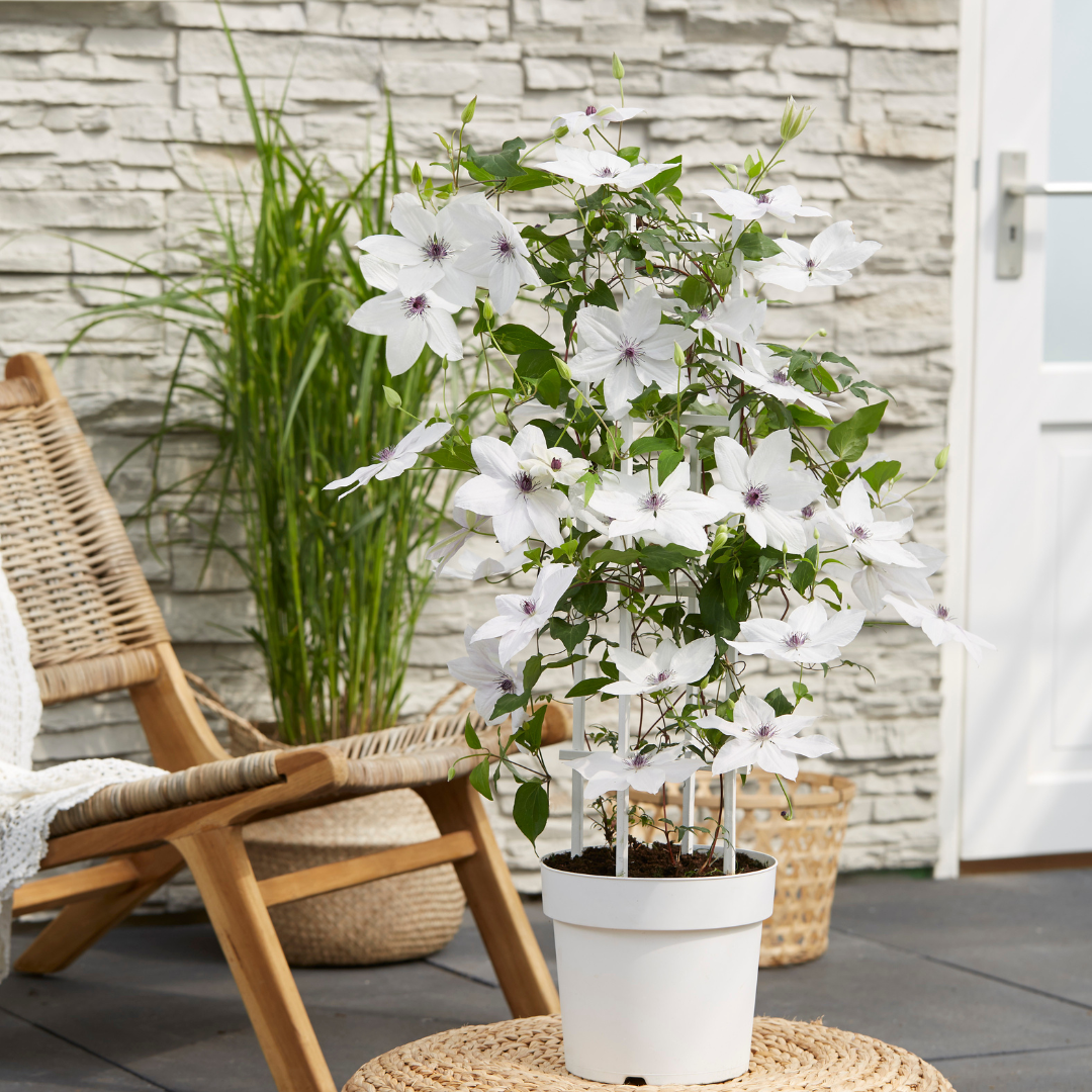 Clematis 'Garland Tsukiko' (bosrank) – Ø23 cm
