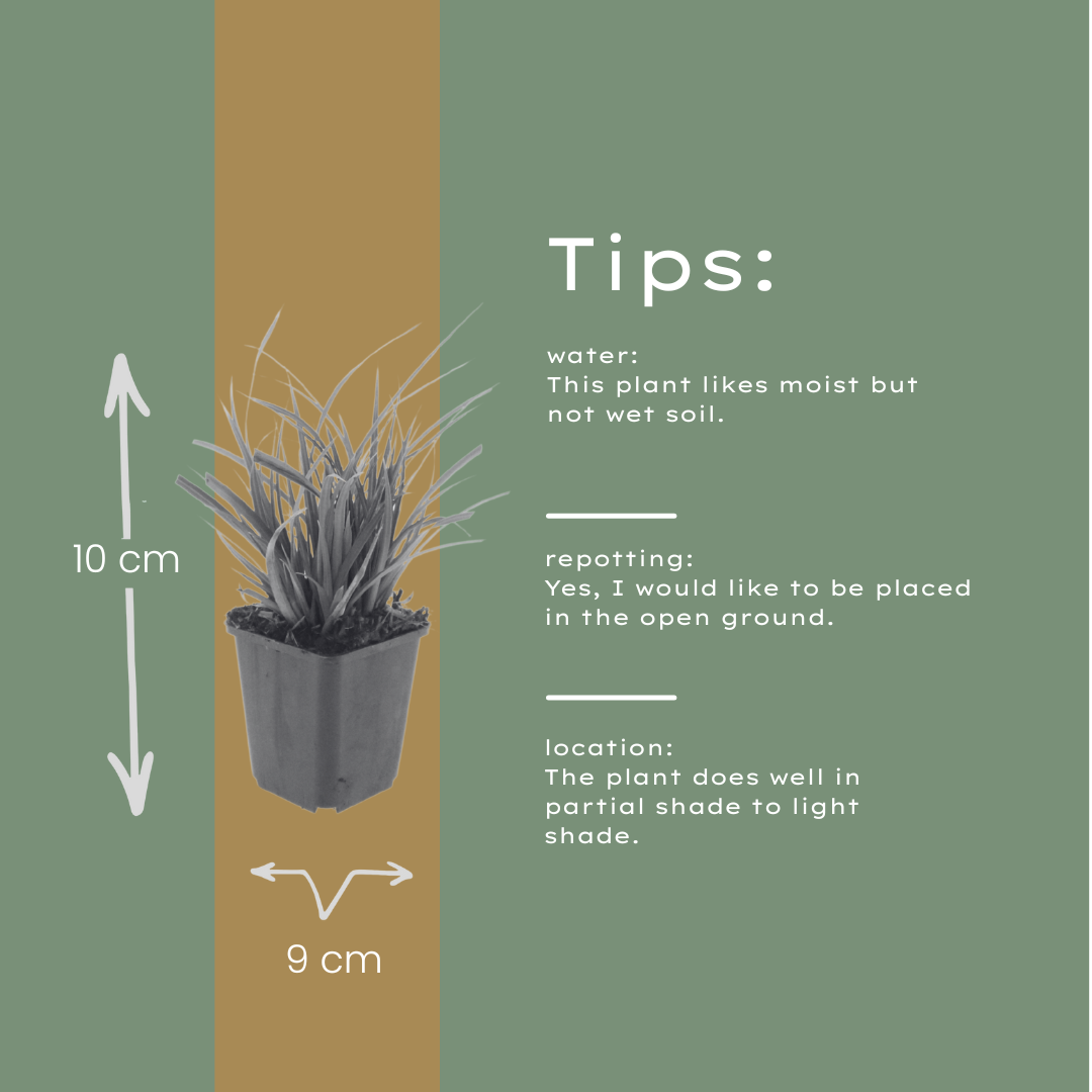 Carex morrowii (laîchue) – 24 plantes, Ø9 cm, 10–25 cm de haut – photo 6