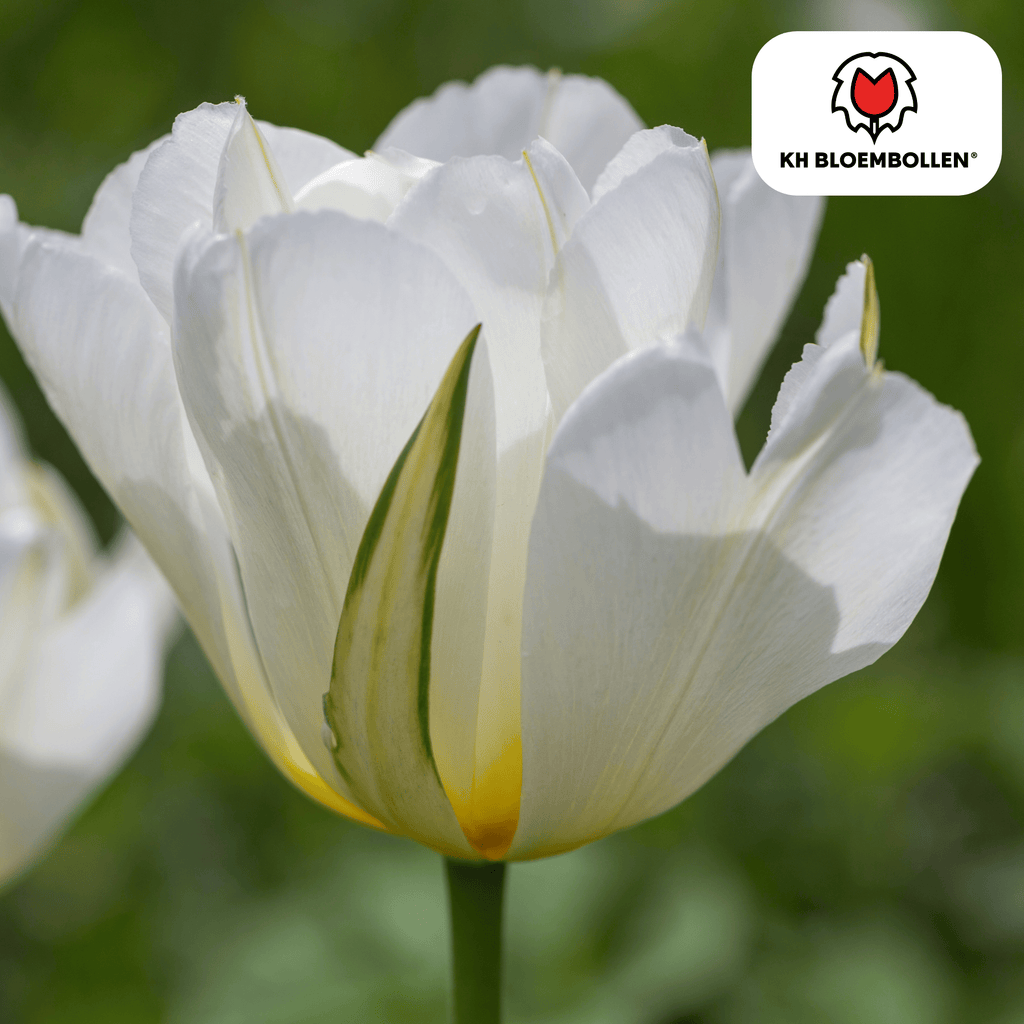 Tulpe 'White Valley' – 20 Blumenzwiebeln (Zwiebelgröße 11/12)