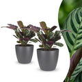 2× Ctenanthe burle-marxii (fishbone plant) in grey Potter decorative pot – Ø12 cm, 30 cm high