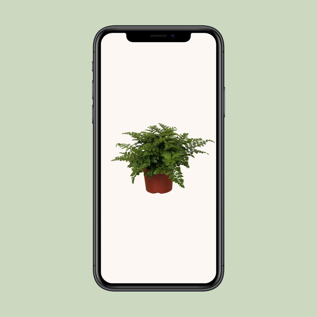 Asplenium Parvati (Vogelnestfarn) – Ø12 cm, 25 cm hoch
