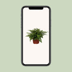 Asplenium Parvati (Vogelnestfarn) – Ø12 cm, 25 cm hoch