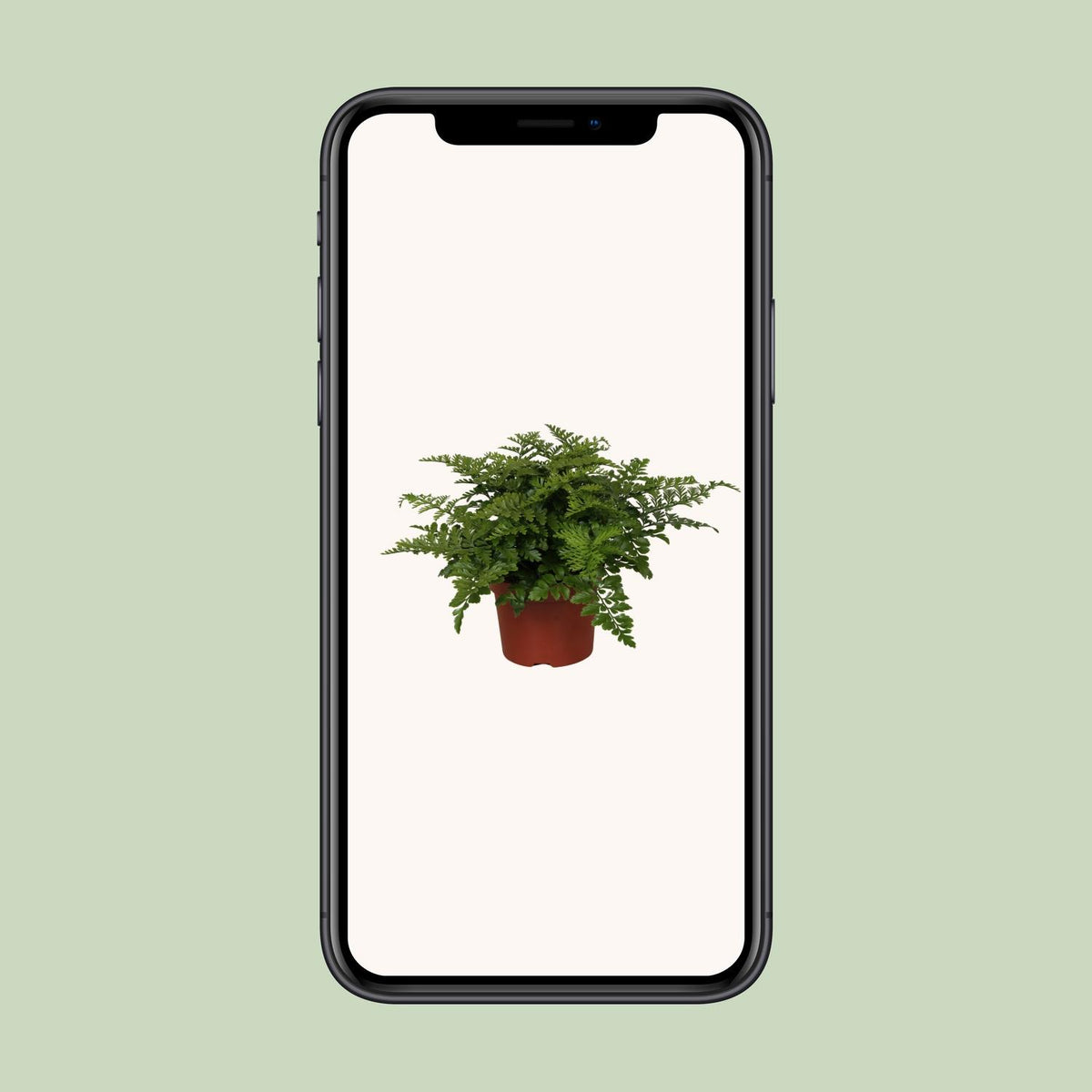 Asplenium Parvati (Vogelnestfarn) – Ø12 cm, 25 cm hoch