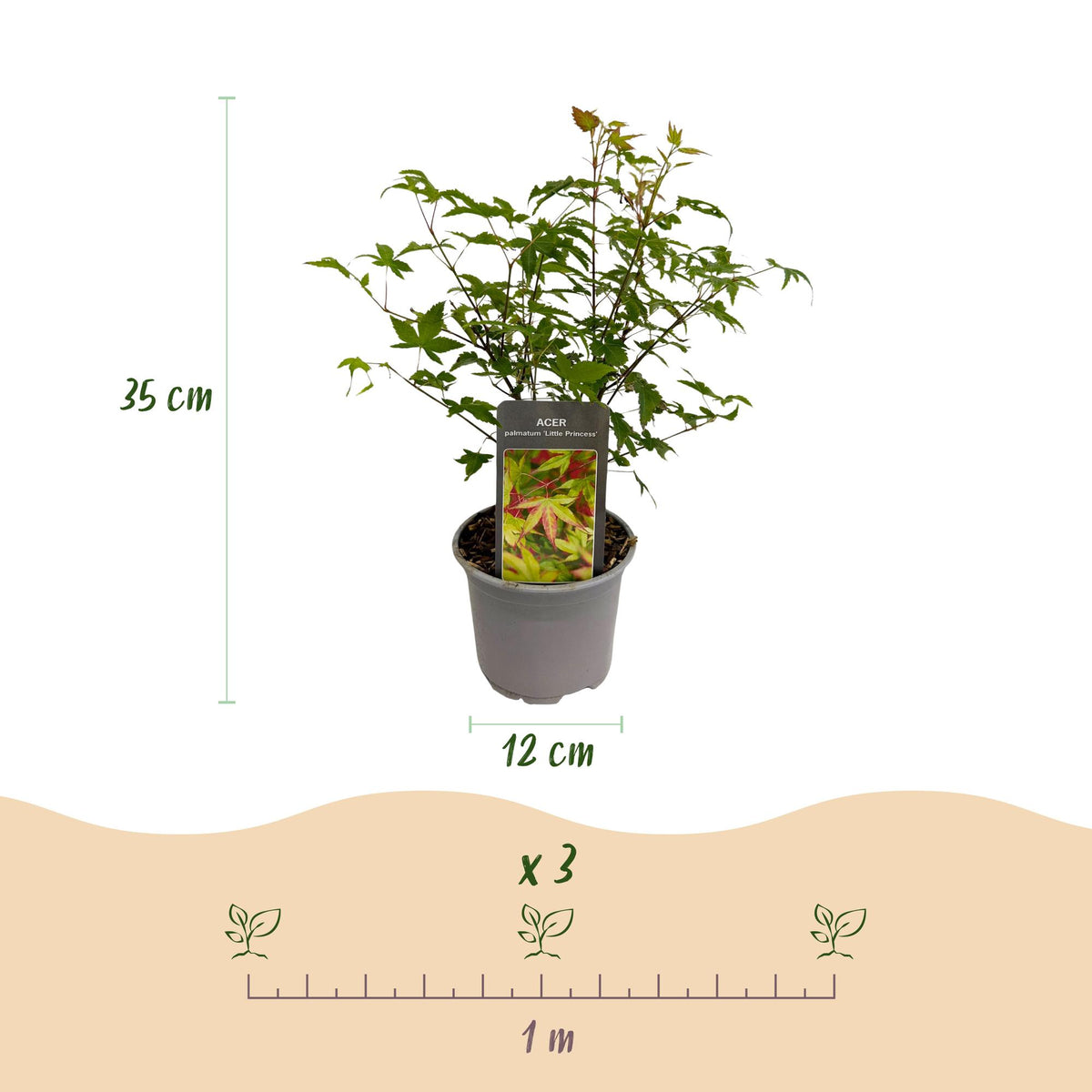 Acer palmatum 'Little Princess' (Japanse esdoorn) – 3 planten, Ø12 cm, 35 cm hoog