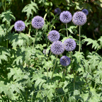 Echinops ritro (chardon à boule) – 60 plantes, Ø9 cm, 10–25 cm de haut
