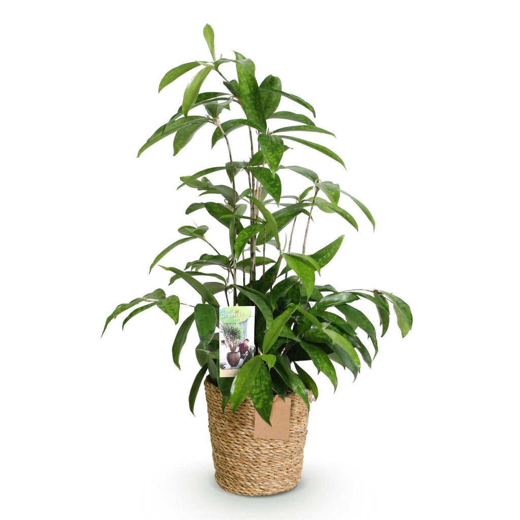 Dracaena surculosa (drakenboom) met mand – Ø17 cm, 60–70 cm hoog