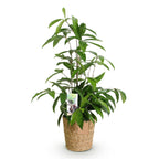 Dracaena surculosa (drakenboom) met mand – Ø17 cm, 60–70 cm hoog