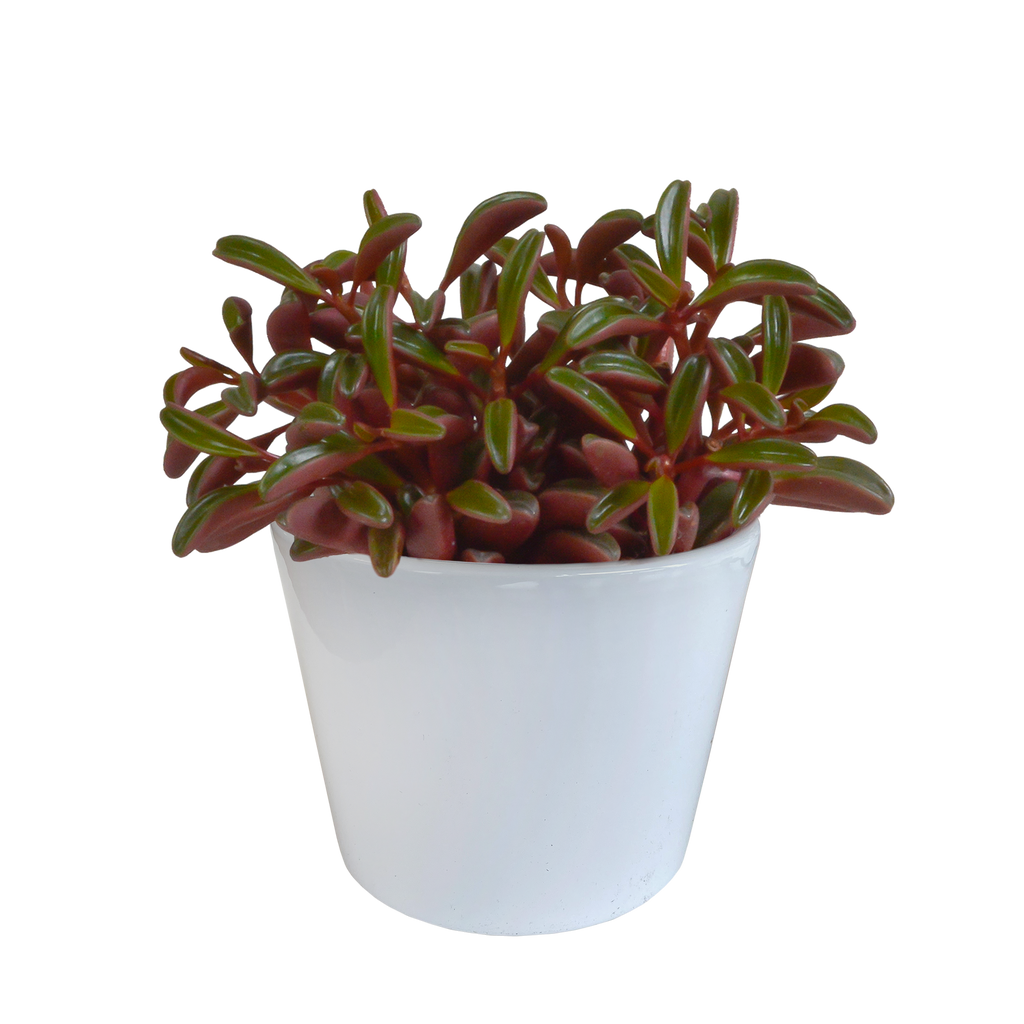 Peperomia graveolens dans un pot blanc – Ø11 cm, 20 cm de haut