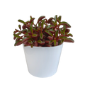 Peperomia graveolens dans un pot blanc – Ø11 cm, 20 cm de haut