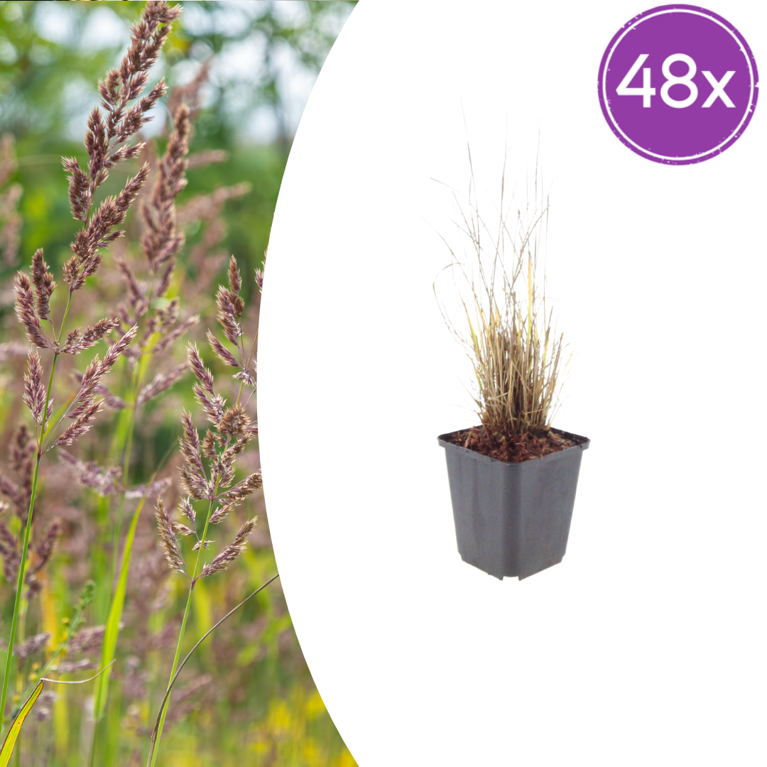Calamagrostis brachytricha (struisriet) – 48 planten, Ø9 cm, 10–25 cm hoog