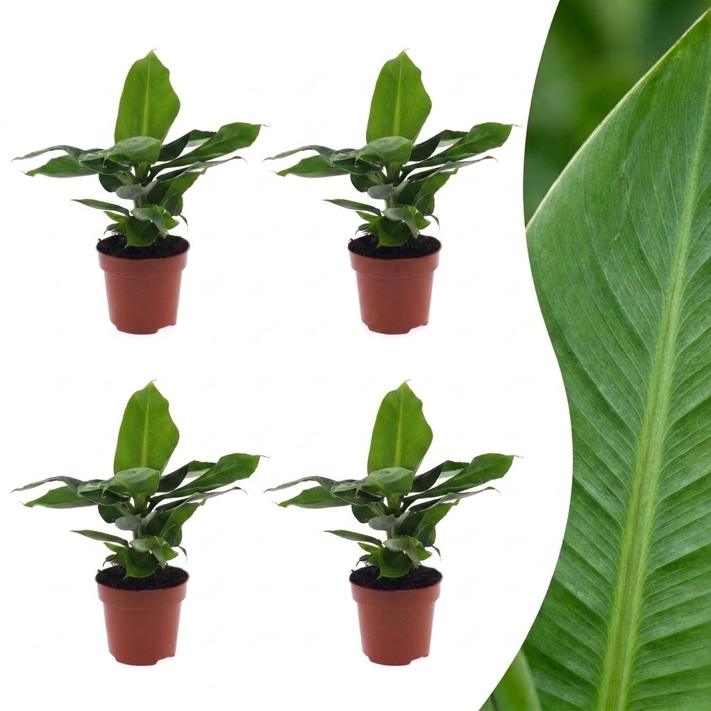 4× Musa Oriental Dwarf (Bananenpflanze) – Ø 12 cm, 30 cm hoch