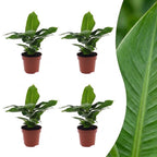 4× Musa Oriental Dwarf (Bananenpflanze) – Ø 12 cm, 30 cm hoch