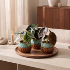 3× Baby Alocasia Tricolour (elefantøre) incl. Copper Reef – Ø6 cm, 12 cm høj