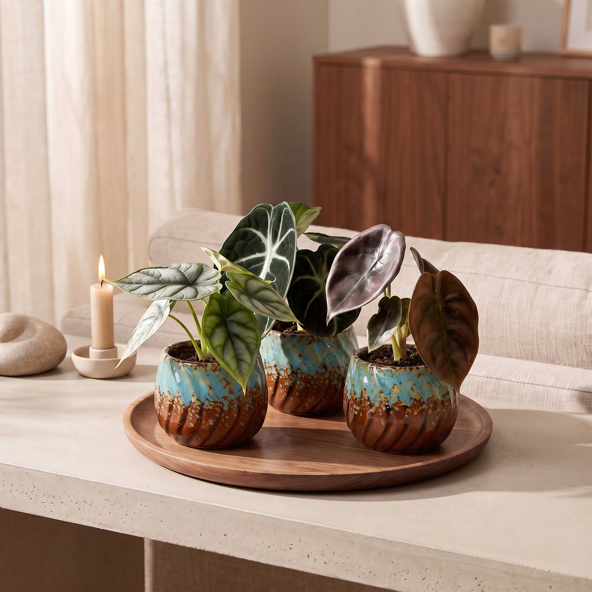 3× Baby Alocasia Tricolour (Elefantenohr) inkl. Copper Reef – Ø6 cm, 12 cm hoch