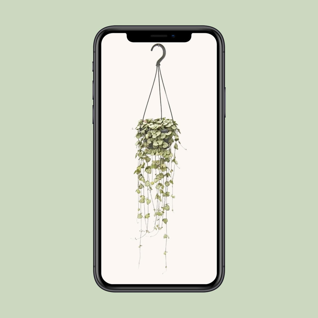 Ceropegia Woodii Hängepflanze (Chinesische Laterne) – Ø 14 cm, 50 cm hoch – Bild 4