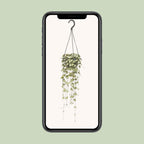 Ceropegia Woodii Hängepflanze (Chinesische Laterne) – Ø 14 cm, 50 cm hoch
