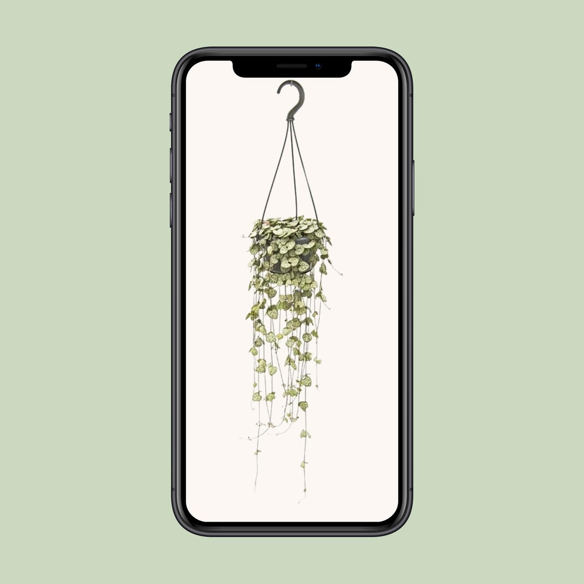 Ceropegia Woodii Hang (chinees lantaarntje) – Ø14 cm, 50 cm hoog