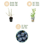 Vaccinium corymbossum 'Northland' (blueberry) – 6 plants, Ø9 cm, 35 cm high
