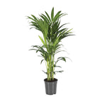 Howea forsteriana (kentipalm) – Ø21 cm, 80–90 cm hög