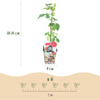 Rubus 'Tayberry' (tayberry) – 6 plants, Ø9 cm, 35 cm high
