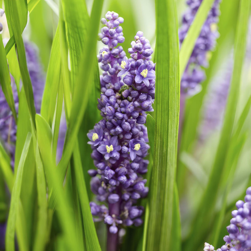 Liriope muscari 'Big Blue' (lily grass) – 60 plants, Ø9 cm, 10–25 cm high – photo 5