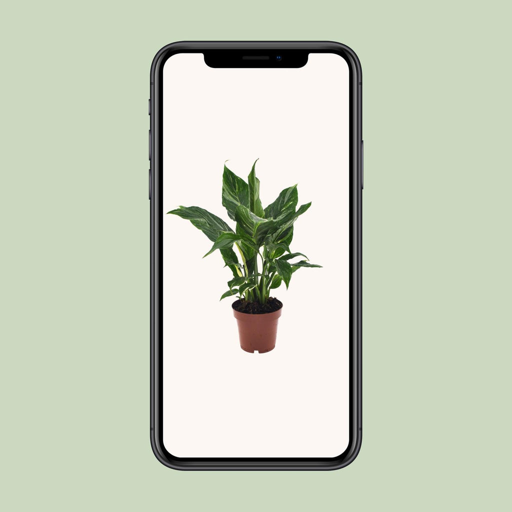 Spathiphyllum Diamond (lepelplant) – Ø12 cm, 40 cm hoog