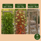 Parthenocissus tricuspidata 'Veitchii Boskoop' (wilde wingerd) – geel – 2 planten, Ø9 cm, 35 cm hoog