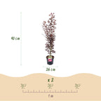 Acer palmatum 'Atropurpureum' (Érable du Japon) – pourpre – Ø26 cm, 90 cm de haut