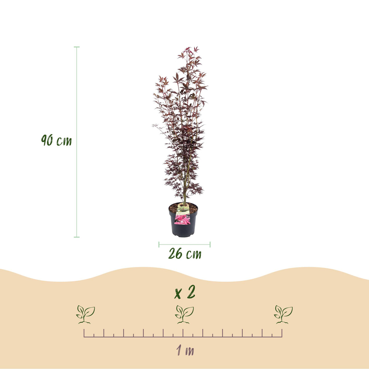 Acer palmatum 'Atropurpureum' (Érable du Japon) – pourpre – Ø26 cm, 90 cm de haut – photo 3