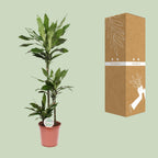 Dracaena Janet Lind (Drachenbaum) – Ø 24 cm, 130 cm hoch