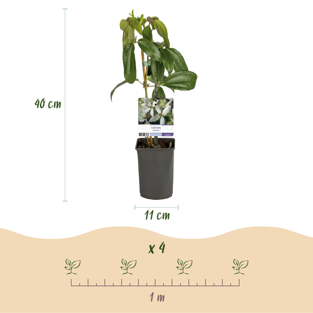 Clematis armandii (bosrank) – wit – Ø11 cm, 40 cm hoog