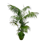 Kentia Palm XXL (Howea) – Ø32 cm, 230 cm hoog