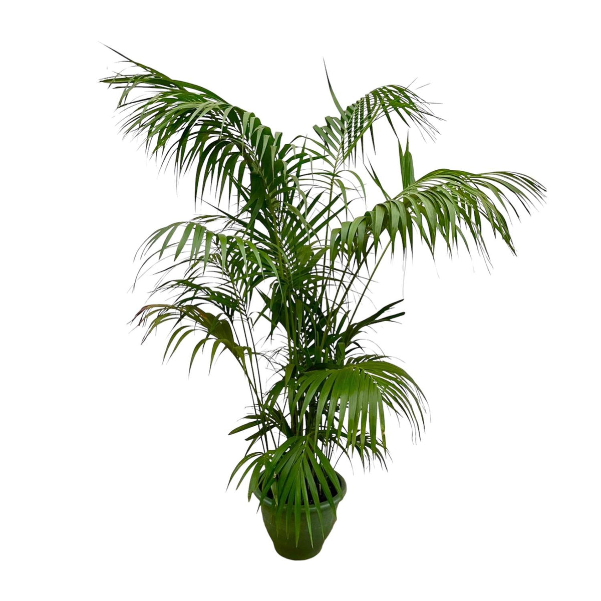 Kentia Palm XXL (Howea) – Ø32 cm, 230 cm hoog