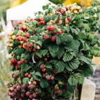 Rubus 'Mailing Promise' (rød hindbær) – 2 planter, Ø11 cm, 40 cm høje