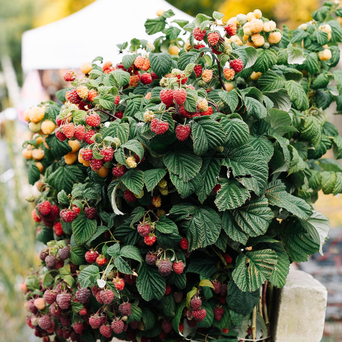 Rubus 'Mailing Promise' (rød hindbær) – 2 planter, Ø11 cm, 40 cm høje – billede 5
