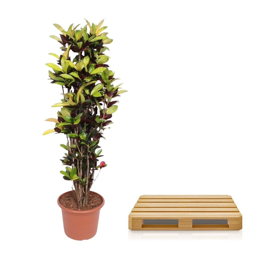Croton Iceton (Codiaeum) – Ø45 cm, 190 cm hoog